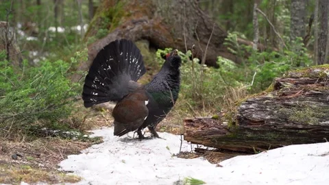 Capercaillie Stock Footage 146450383