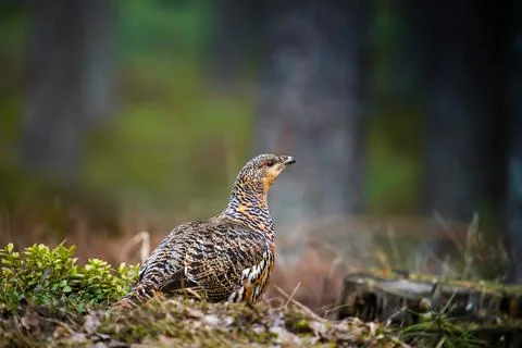 Capercaillie in forest Stock Photos