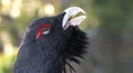 Capercaillie Grouse close up Vídeos en HD