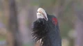 Capercaillie Grouse close up HD 影片