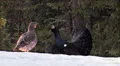 Capercaillie Grouse couple lek HD Footage