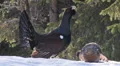 Capercaillie Grouse couple lek Video HD