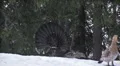 Capercaillie Grouse Vídeos en HD