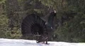 Capercaillie Grouse Video HD