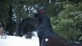 Capercaillie Grouse mating ritual HD Footage