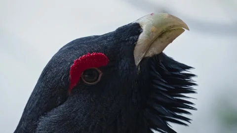 Capercaillie mating season Stock Footage 304586991