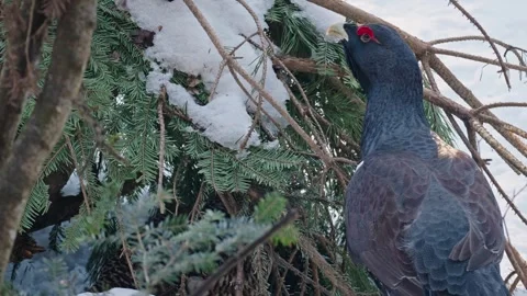 Capercaillie mating season Stock Footage 304587205