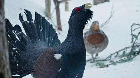 Capercaillie mating season Stock Footage 304587490