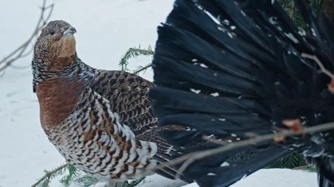 Capercaillie mating season Stock Footage 304587493