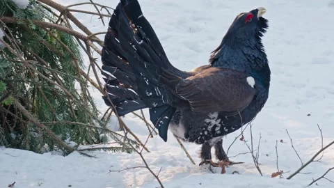 Capercaillie mating season Stock Footage 304588154