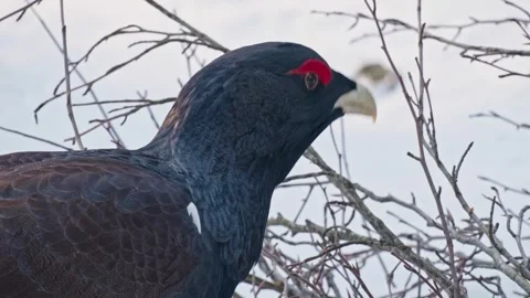 Capercaillie mating season Stock Footage 304588156
