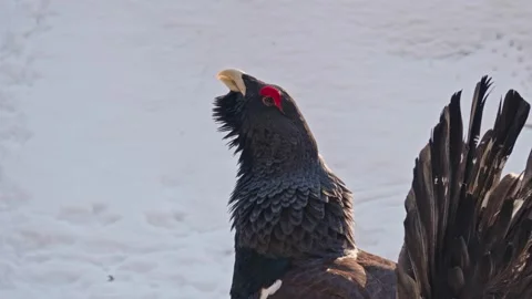 Capercaillie mating season Stock Footage 304588158