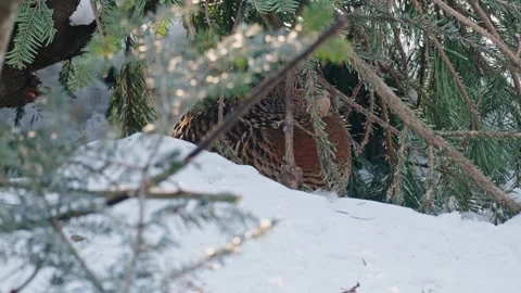 Capercaillie mating season Stock Footage 304588170