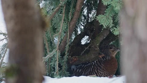Capercaillie mating season Stock Footage 304588889