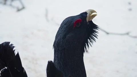 Capercaillie mating season Stock Footage 304590426