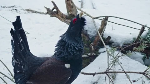 Capercaillie mating season Stock Footage 304590907