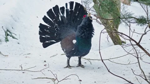 Capercaillie mating season Stock Footage 304591173