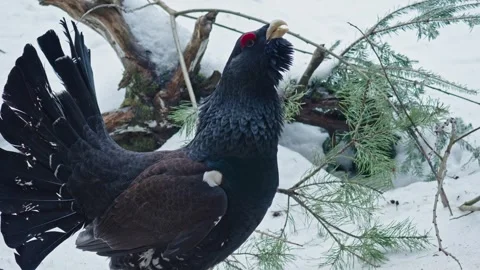Capercaillie mating season Stock Footage 304591194