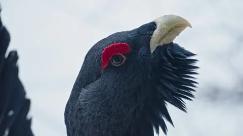 Capercaillie mating season Stock Footage 304591545