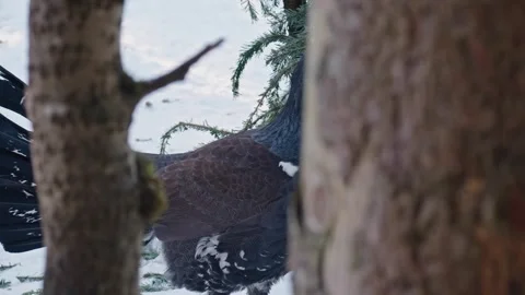 Capercaillie mating season Stock Footage 304591564