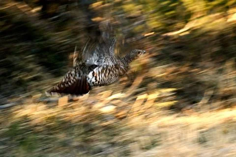 Capercaillie Stockfoto's