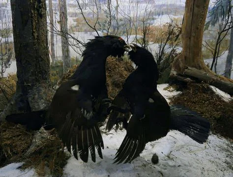 Capercaillie Stock Photos