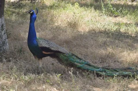 Capernaum Stock Photos