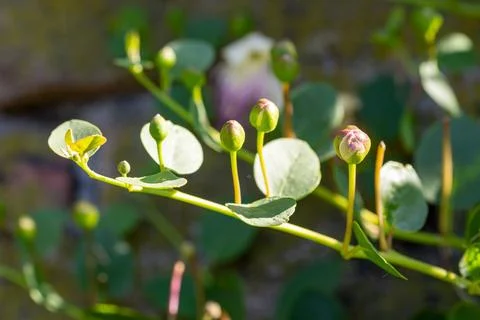 Caper's buds Stock-Fotos