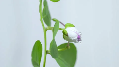 Capers flower head macro view while opening,Timelapse nature speed,science 4k Stock Footage 201996365