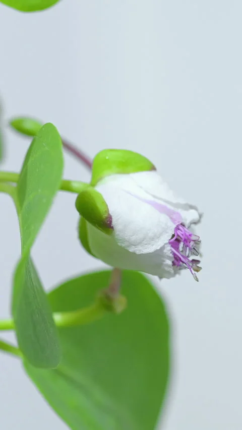 Capers flower head macro view while opening,Timelapse nature speed,science, 4k 스톡 동영상 345223905