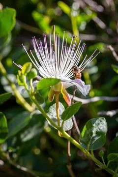 Caper's flower Фото