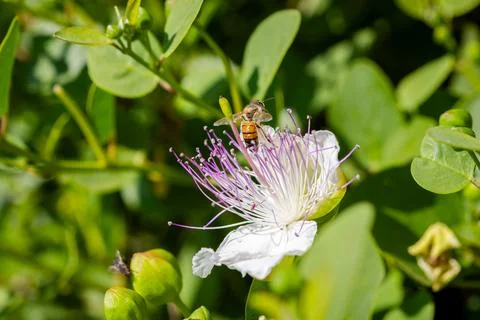 Caper's flower Stockfoto's