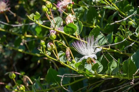 Caper's flower 스톡 사진