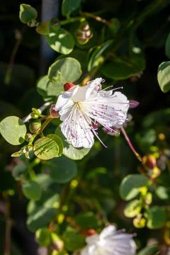 Caper's flower Фото