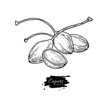 Capers hand drawn vector illustration. Isolated Vegetable engraved style ob.. Stock Illustration