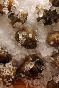Capers under salt background Stock Photos