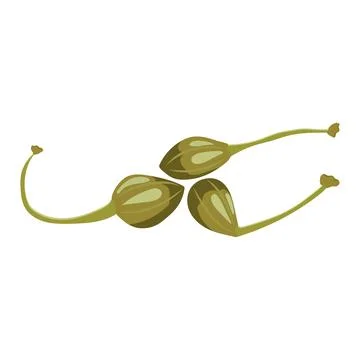 Capers. Vector illustration on a white background Stock Illustration
