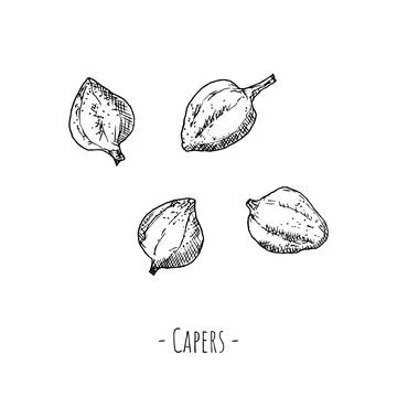 Capers. Vector illustrations. Isolated objects on a white background. Stock Illustration