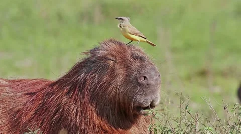 Capibara with bird Stock-Footage 62236383