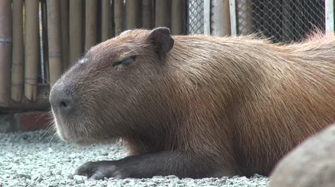 Capibara chilling on the ground Vídeos de archivo 45620267