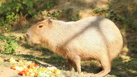 Capibara large rodent eating in the fruit Stock Footage 87799248