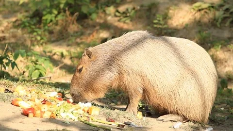 Capibara in meadow eating in the fruit Vidéo 73414447