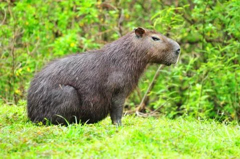 Capibara Stock Photos