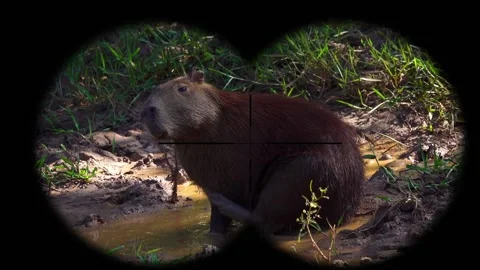 Capibara Seen through Binoculars. Bird W... | Stock Video | Pond5