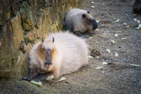 Capibara Sleeping Stock Photos