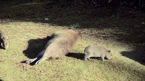  Capibara with three young piggs, Stock Footage 83032942