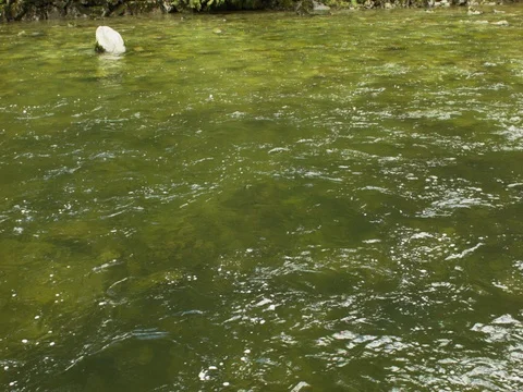 Capilano River Rapids Stock Footage 84586188