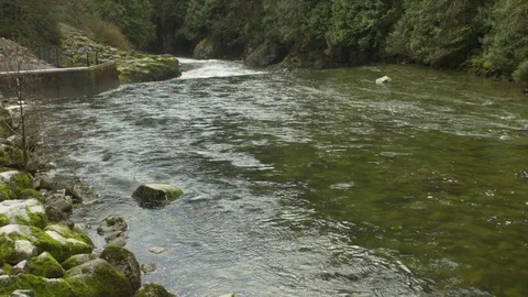 Capilano River Rapids Stock Footage 84586925