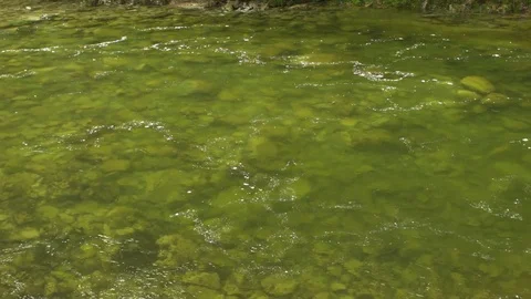 Capilano River Rapids Stock Footage 84596116