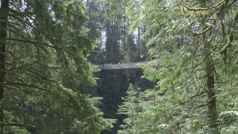 Capilano Suspension Bridge Stock Footage 268775018